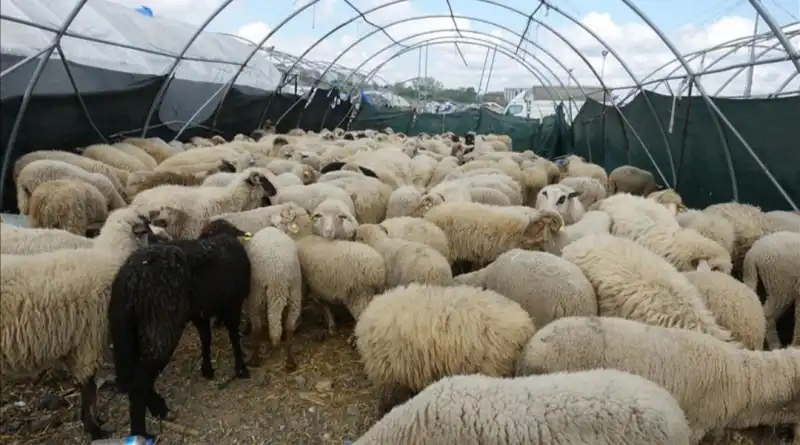 KURBAN KESECEKLER LÜTFEN DİKKAT!