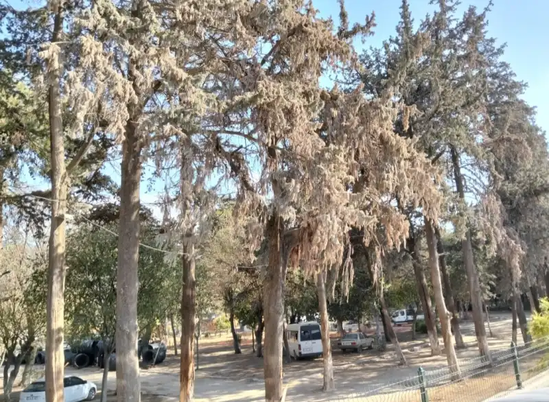 ANTAKYA'NIN YEŞİL HAFIZASI SİLİNİYOR!