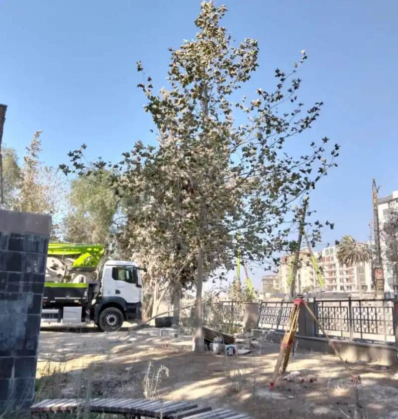 ANTAKYA'NIN YEŞİL HAFIZASI SİLİNİYOR!