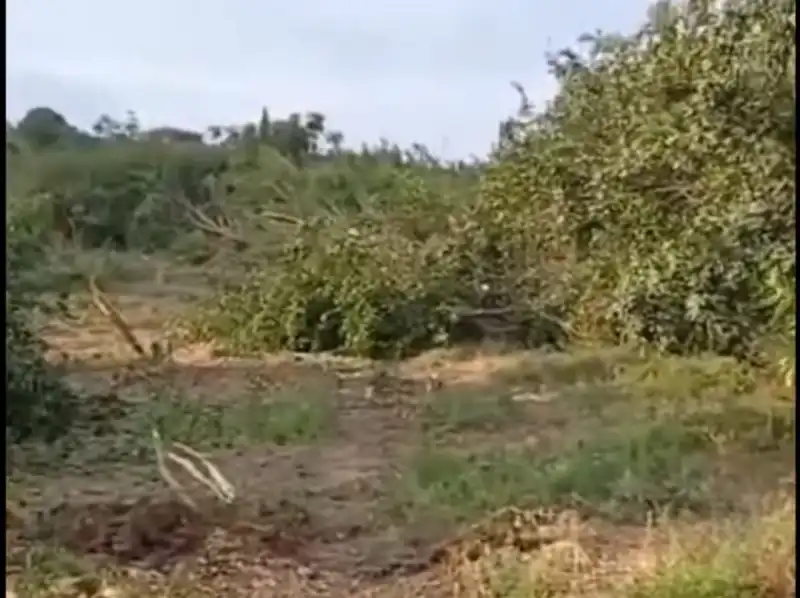 SAMANDAĞ'DA NARENCİYE BAHÇELERİNE HANÇER...