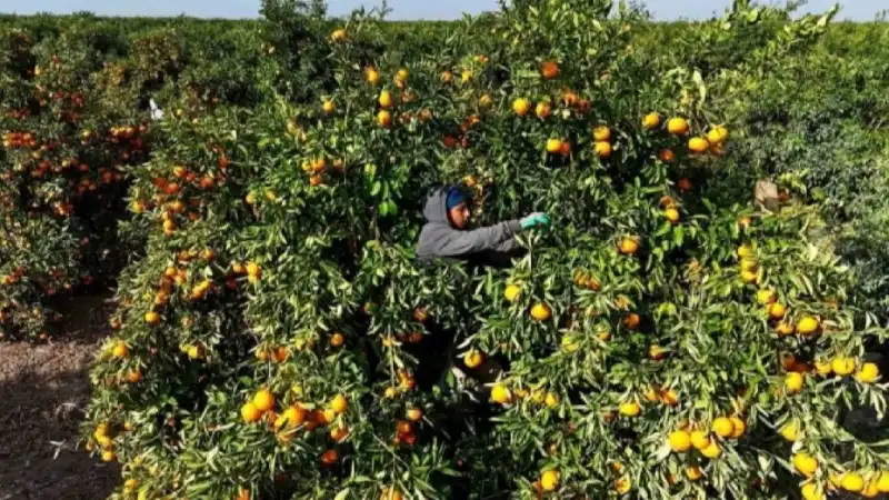 SATILMAYAN MANDALİNALARIMIZI ÜCRETSİZ DAĞITIYORUZ!