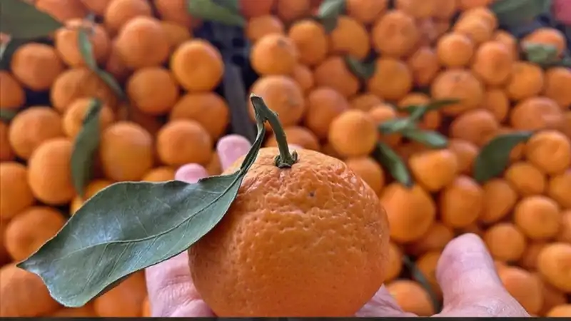 SATILMAYAN MANDALİNALARIMIZI ÜCRETSİZ DAĞITIYORUZ!
