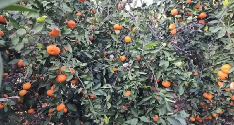 SATILMAYAN MANDALİNALARIMIZI ÜCRETSİZ DAĞITIYORUZ!