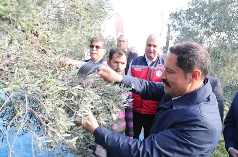 HATAY ZEYTİN AĞACI İLE TÜRKİYE'DE... 