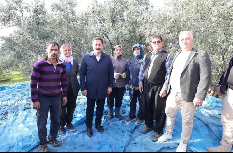 HATAY ZEYTİN AĞACI İLE TÜRKİYE'DE... 