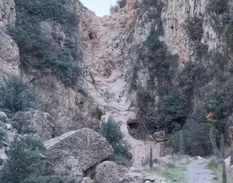 DEFNE’NİN NEFESİ TÜKENİYOR! 