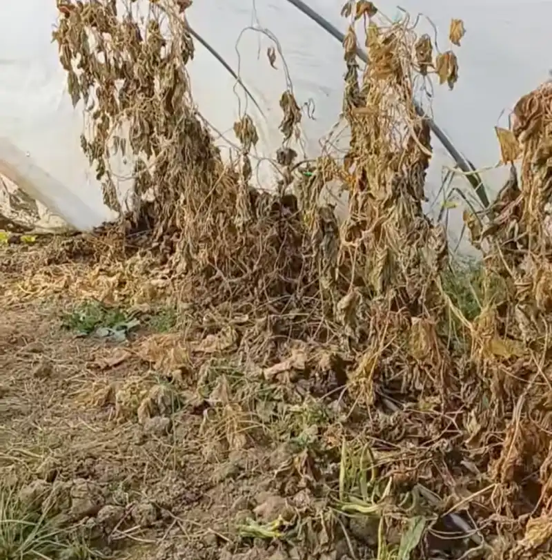 ÇİFTÇİNİN EKTİĞİNİ YA DON VURUYOR YA BANKALAR BİÇİYOR! 