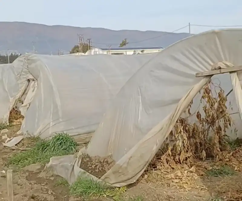 ÇİFTÇİNİN EKTİĞİNİ YA DON VURUYOR YA BANKALAR BİÇİYOR!