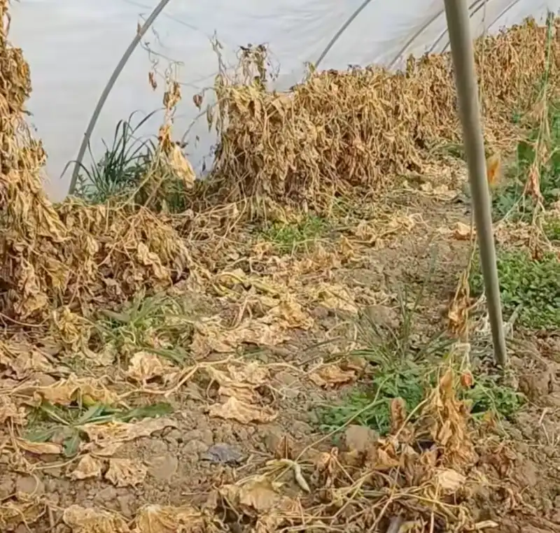 ÇİFTÇİNİN EKTİĞİNİ YA DON VURUYOR YA BANKALAR BİÇİYOR!