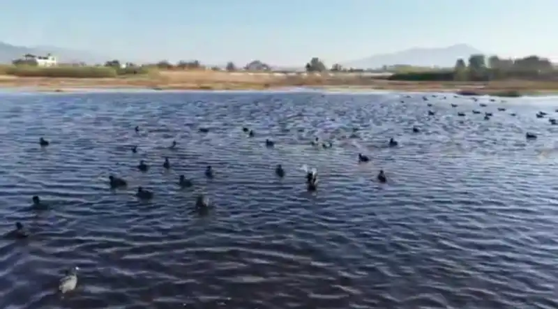 MİLLEYHA SULAK ALANINDA GÖZLEM YAPAN VALİ MASATLI...