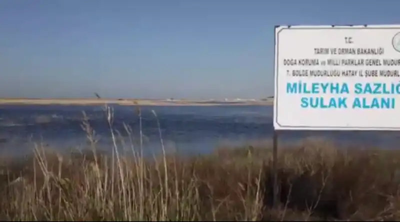 MİLLEYHA SULAK ALANINDA GÖZLEM YAPAN VALİ MASATLI...