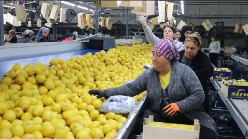 YAŞ MEYVE SEBZE İHRACATINI DOĞU AKDENİZ İLLERİ SIRTLADI!